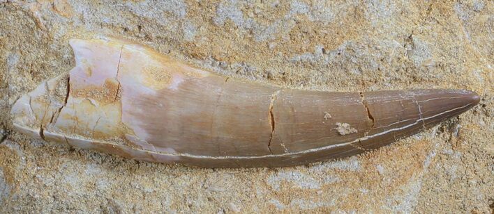 Large Fossil Plesiosaur (Zarafasaura) Tooth In Rock #61112